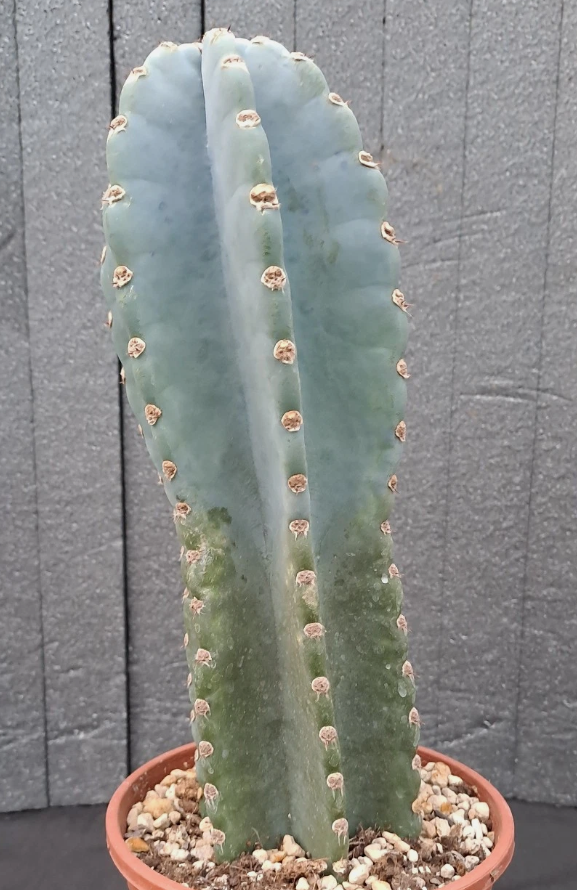 Cereus peruvianus f. "BLUE" brevispinus 15 Pieces Seeds