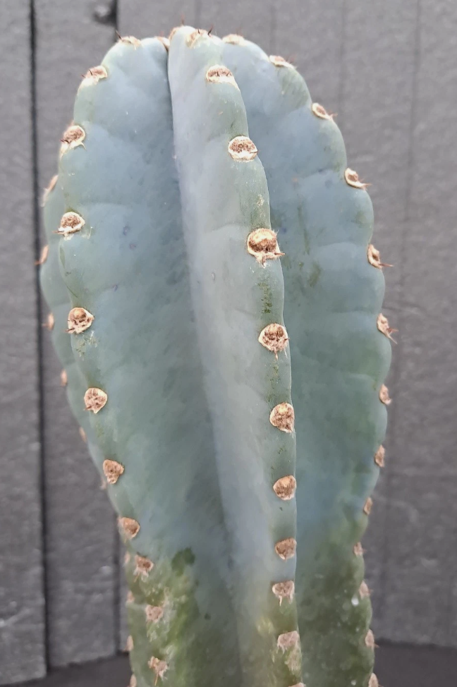 Cereus peruvianus f. "BLUE" brevispinus 15 Pieces Seeds