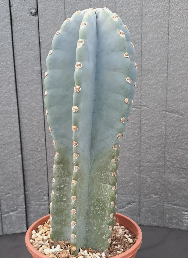 Cereus peruvianus f. "BLUE" brevispinus 15 Pieces Seeds