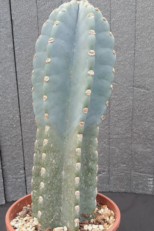 Cereus peruvianus f. "BLUE" brevispinus 15 Pieces Seeds