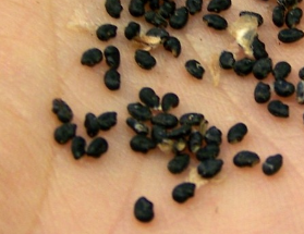 Cereus forbesii 'spiralis' 10 Pieces Seeds