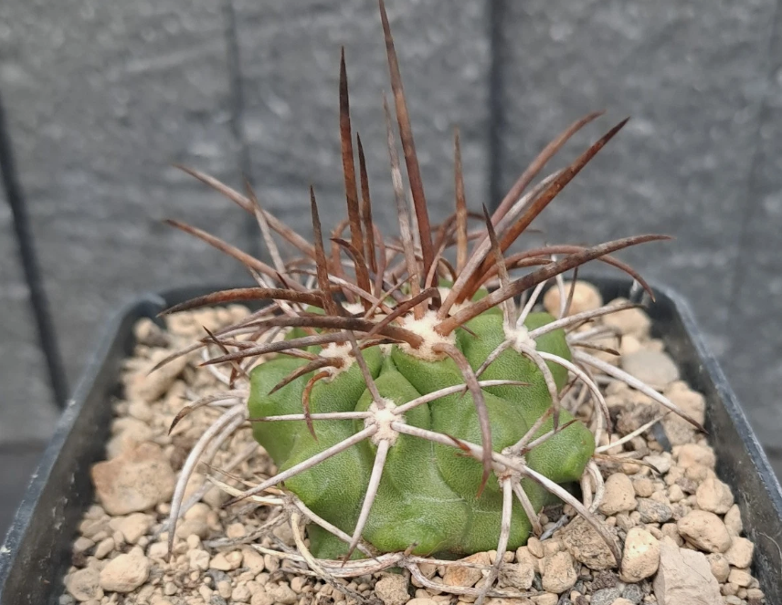 Copiapoa rupestris 10 Pieces Seeds