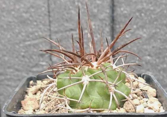 Copiapoa rupestris 10 Pieces Seeds