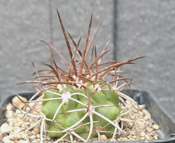 Copiapoa rupestris 10 Pieces Seeds