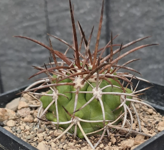 Copiapoa rupestris 10 Pieces Seeds