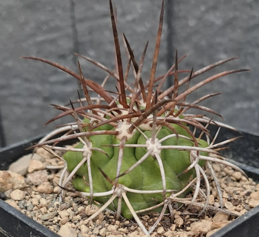 Copiapoa rupestris 10 Pieces Seeds