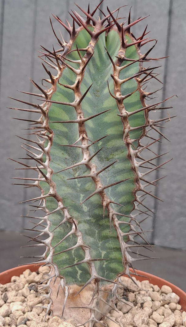 Euphorbia virosa 7 Pieces Seeds