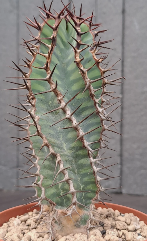 Euphorbia virosa 7 Pieces Seeds