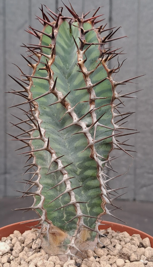 Euphorbia virosa 7 Pieces Seeds