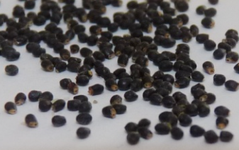 Geohintonia mexicana 15 Pieces Seeds