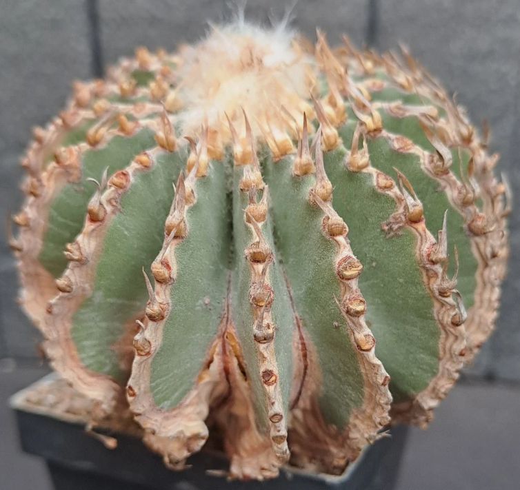 Geohintonia mexicana 15 Pieces Seeds