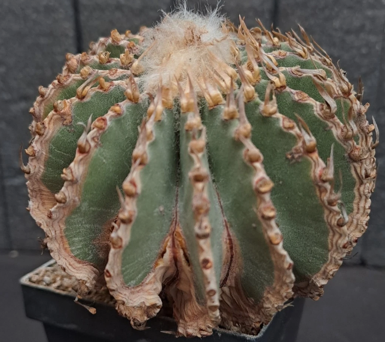 Geohintonia mexicana 15 Pieces Seeds