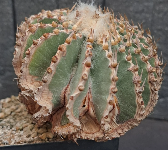 Geohintonia mexicana 15 Pieces Seeds