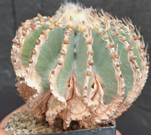 Geohintonia mexicana 15 Pieces Seeds