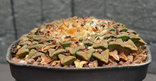 Ariocarpus kotschoubeyanus var. elephantidens 10 Pieces Seeds