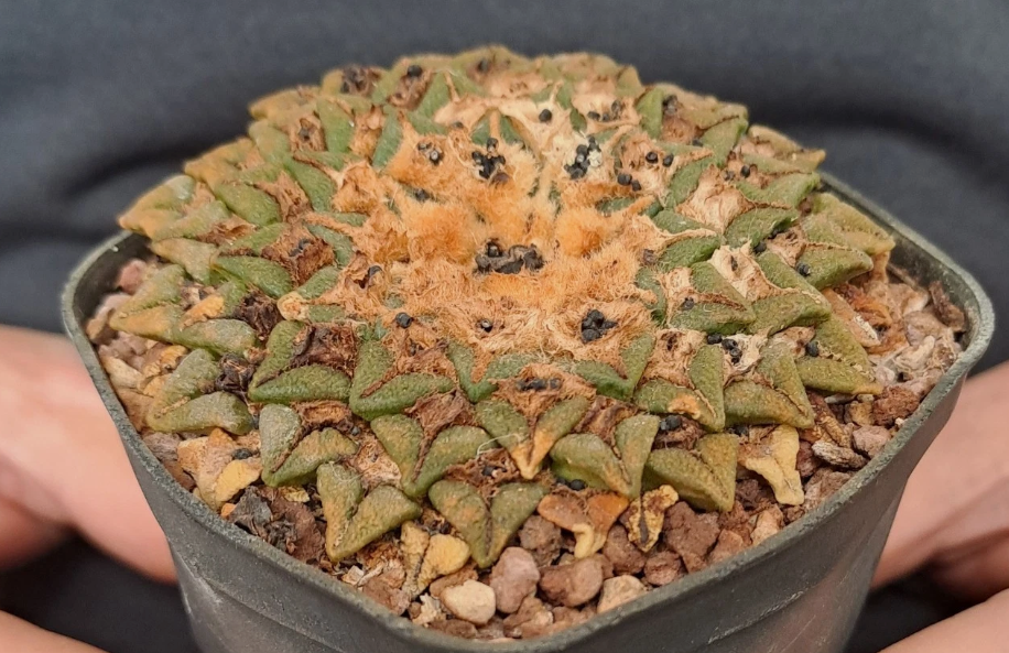 Ariocarpus kotschoubeyanus var. elephantidens 10 Pieces Seeds
