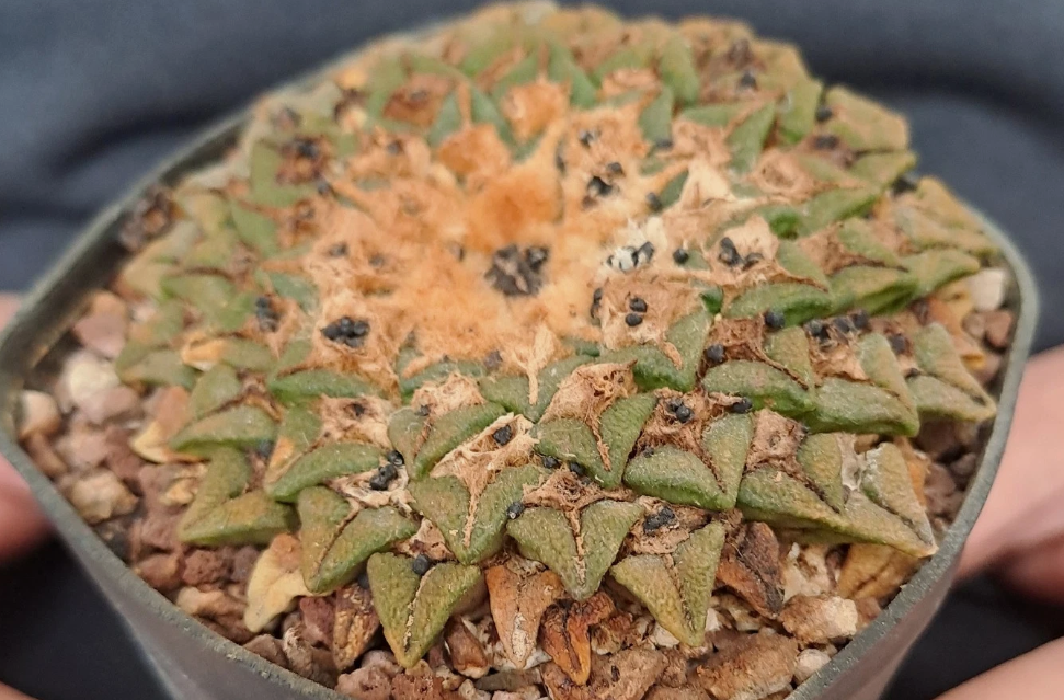 Ariocarpus kotschoubeyanus var. elephantidens 10 Pieces Seeds