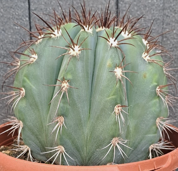 Melocactus azureus 15 Pieces Seeds