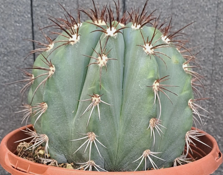 Melocactus azureus 15 Pieces Seeds