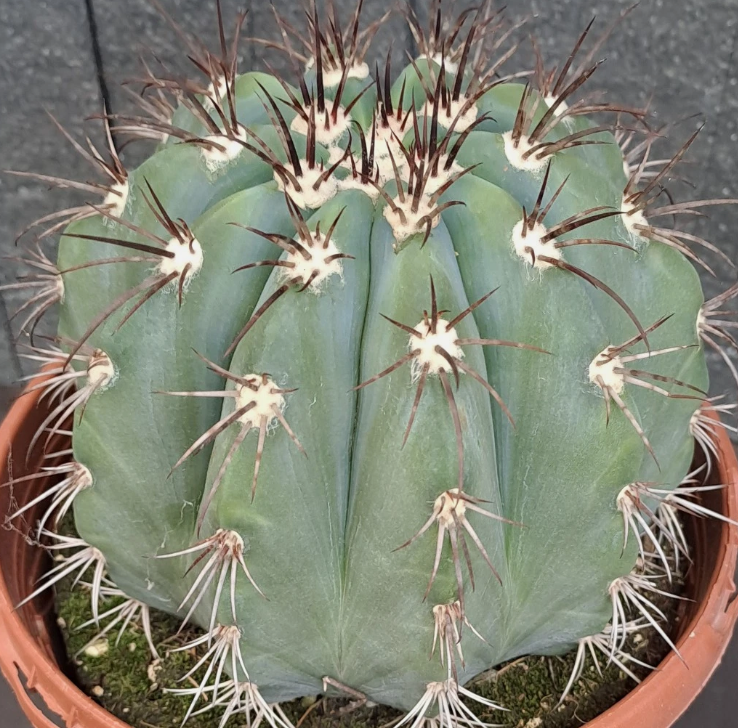 Melocactus azureus 15 Pieces Seeds