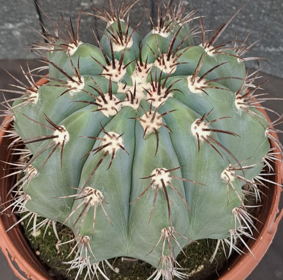 Melocactus azureus 15 Pieces Seeds