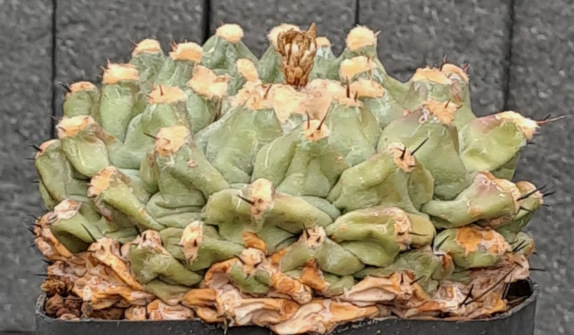 Thelocactus phymatothelos 10 pieces Seeds