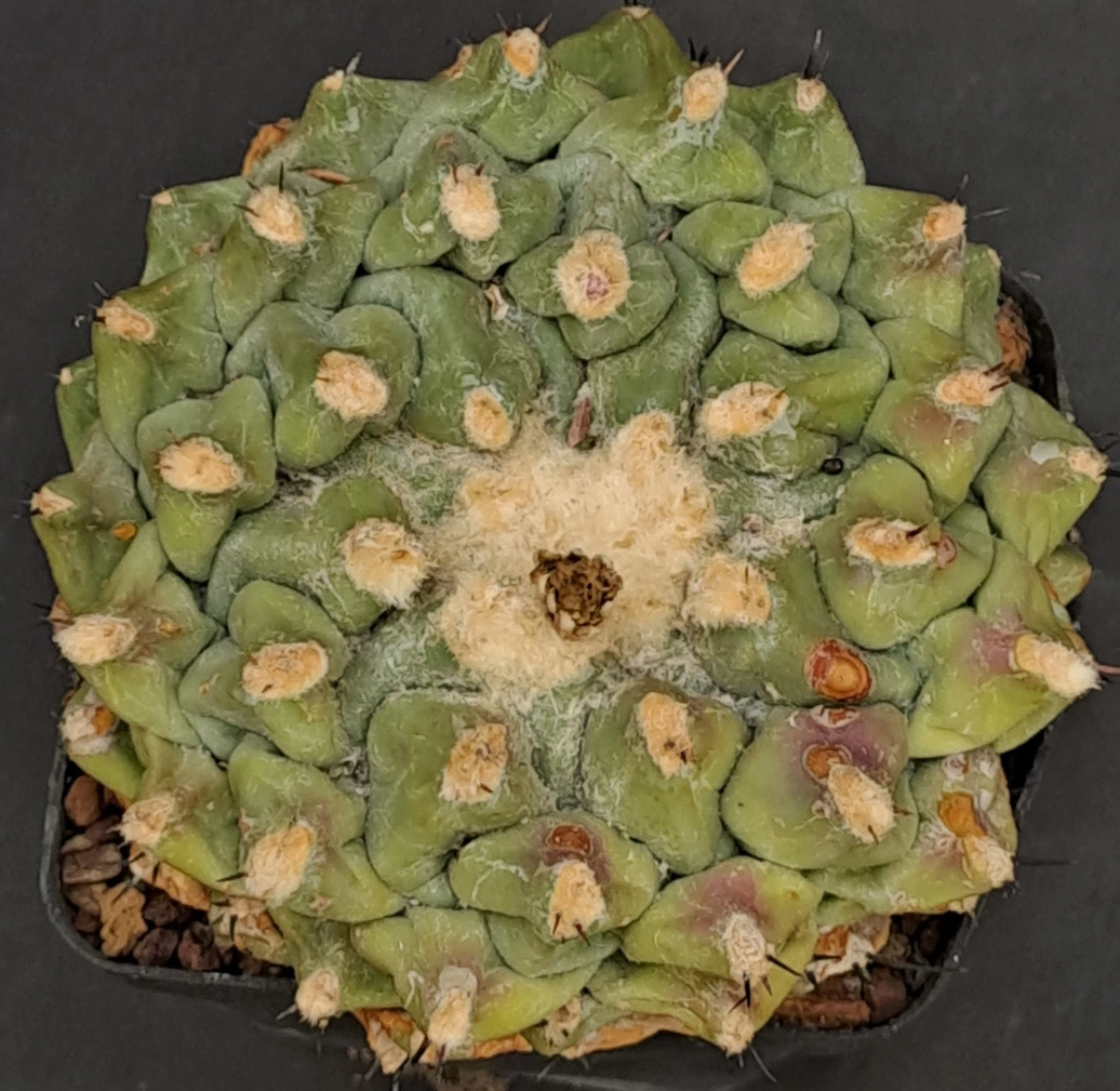 Thelocactus phymatothelos 10 pieces Seeds