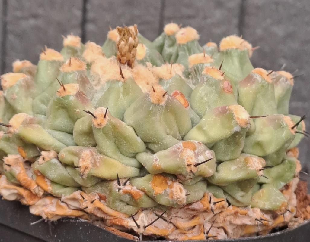 Thelocactus phymatothelos 10 pieces Seeds