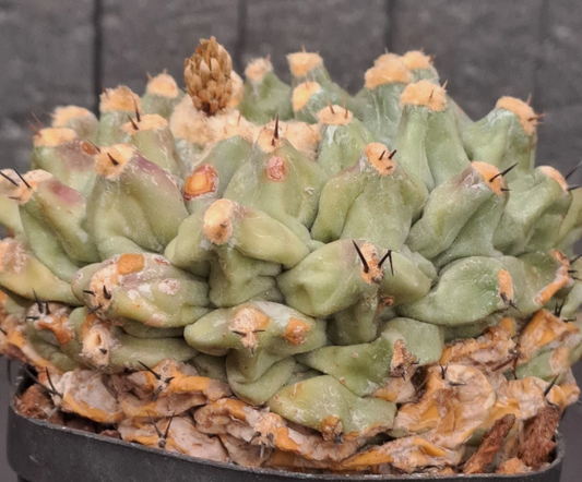 Thelocactus phymatothelos 10 pieces Seeds