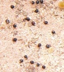 Gymnocactus gielsdorfianus 10 Pieces Seeds