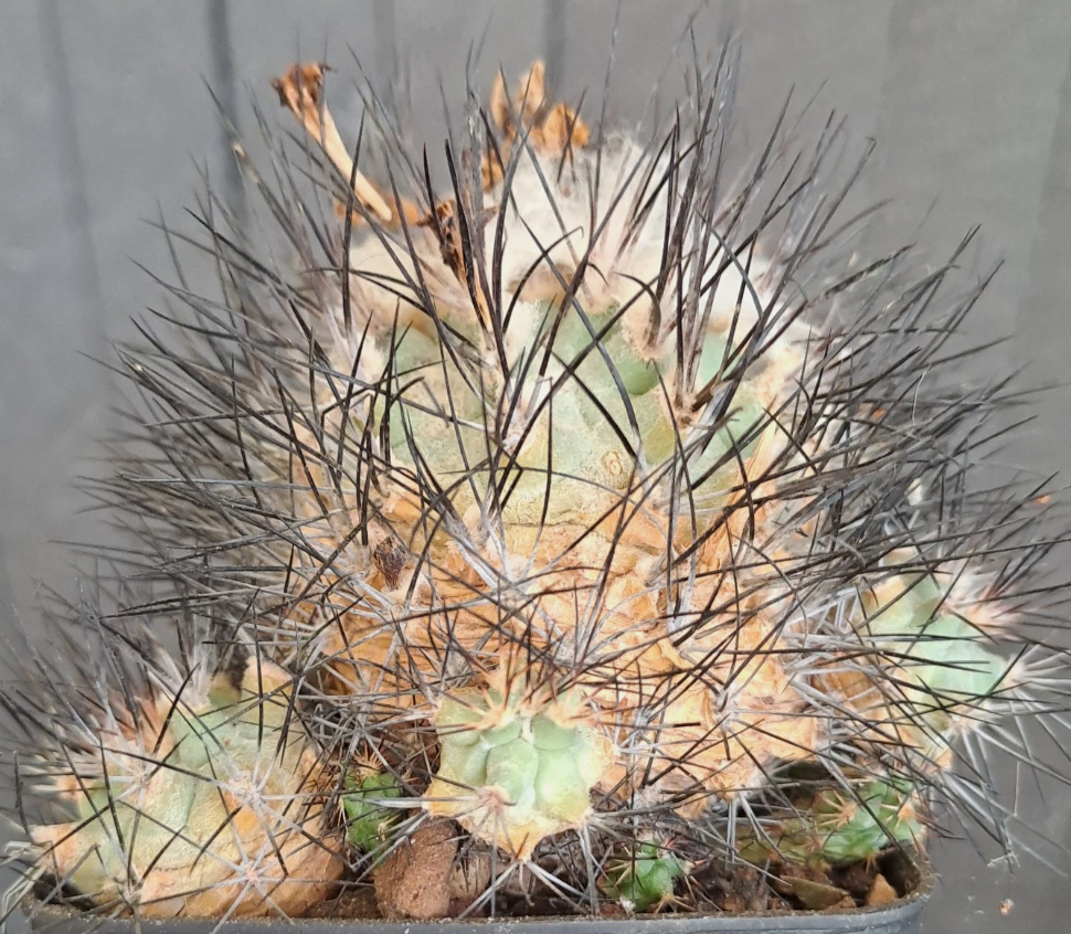 Gymnocactus gielsdorfianus 10 Pieces Seeds