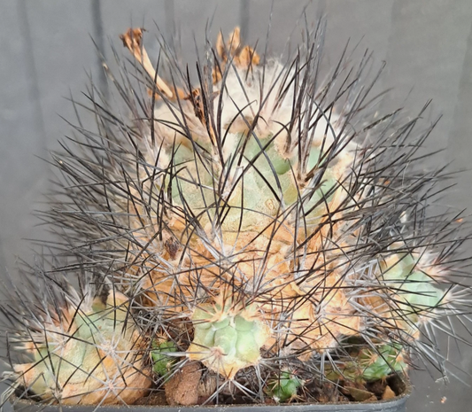 Gymnocactus gielsdorfianus 10 Pieces Seeds