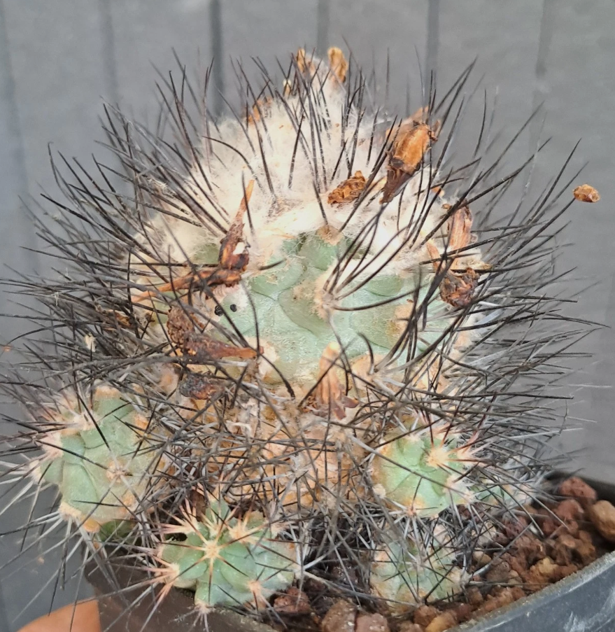 Gymnocactus gielsdorfianus 10 Pieces Seeds