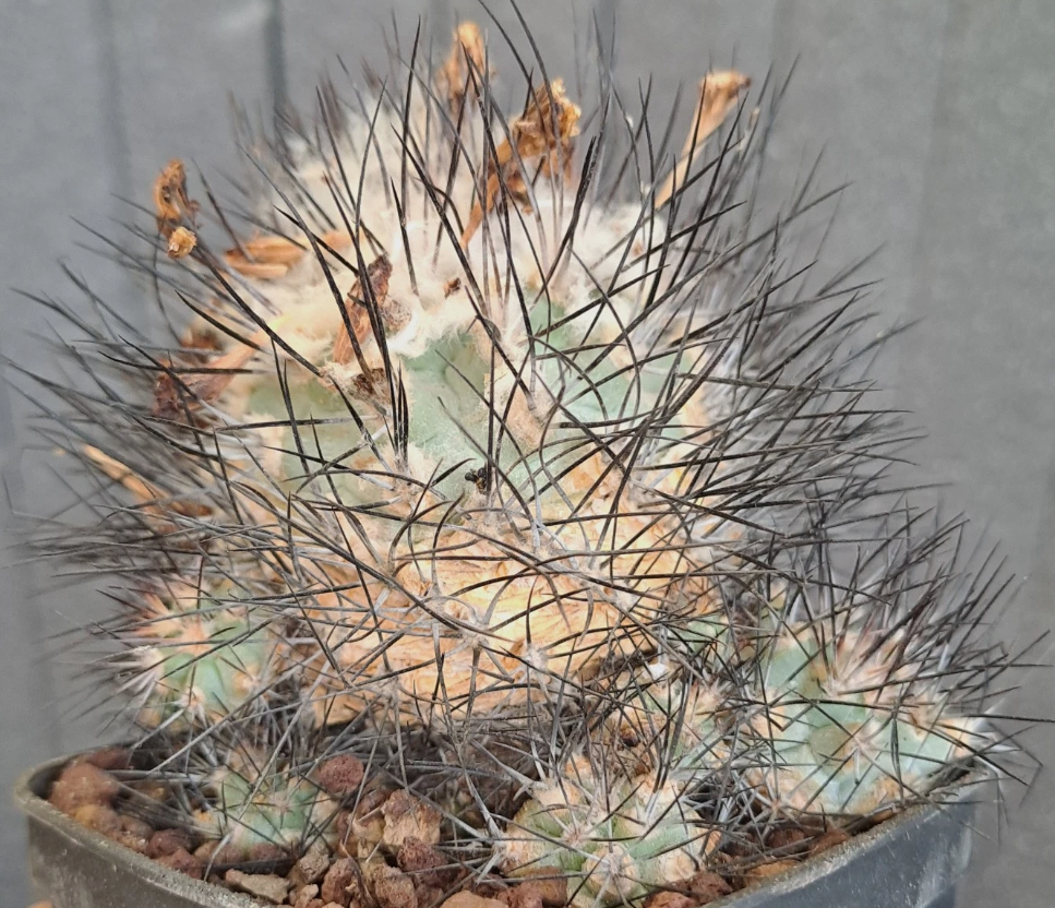 Gymnocactus gielsdorfianus 10 Pieces Seeds