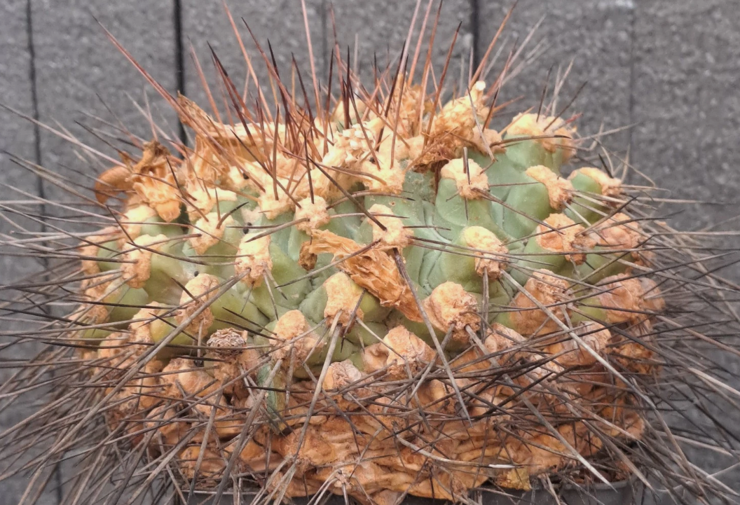 Thelocactus rinconensis f. freudenbergeri 10 pieces Seeds