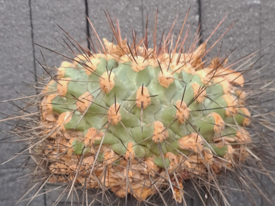Thelocactus rinconensis f. freudenbergeri 10 pieces Seeds