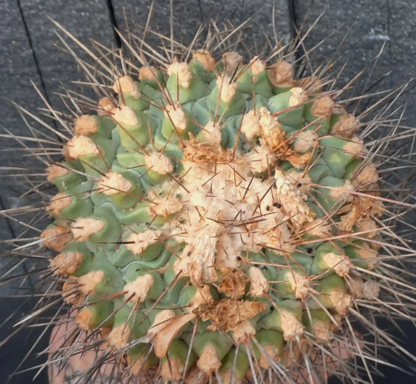 Thelocactus rinconensis f. freudenbergeri 10 pieces Seeds