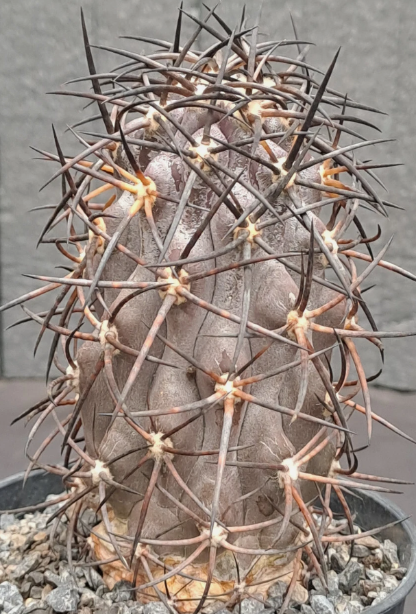 Copiapoa corralensis 10 Pieces Seeds