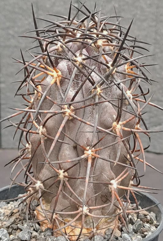 Copiapoa corralensis 10 Pieces Seeds
