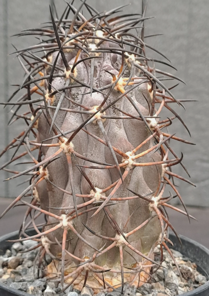Copiapoa corralensis 10 Pieces Seeds