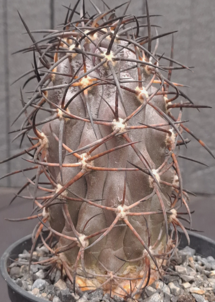 Copiapoa corralensis 10 Pieces Seeds