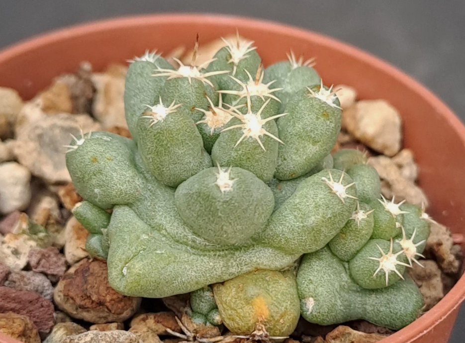 Coryphantha runyonii f. brevispina 10 Pieces Seeds