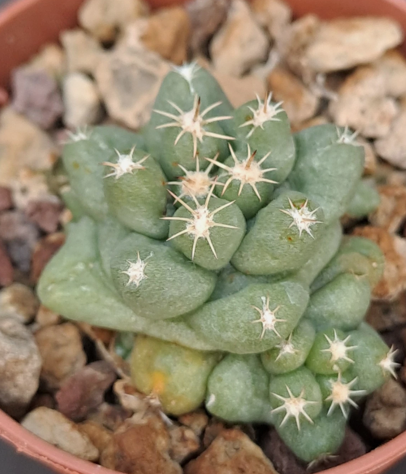 Coryphantha runyonii f. brevispina 10 Pieces Seeds