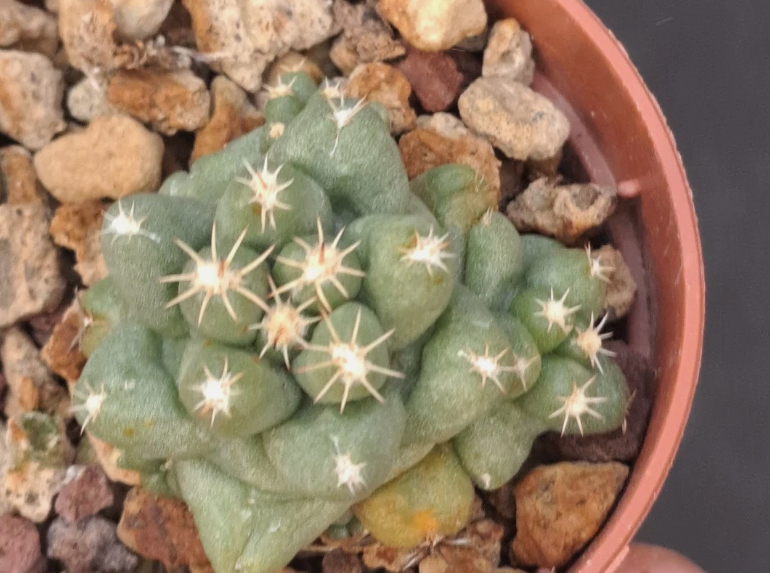 Coryphantha runyonii f. brevispina 10 Pieces Seeds