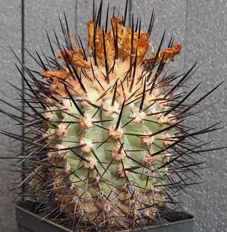 Copiapoa cinerea f. horrida 10 Pieces Seeds