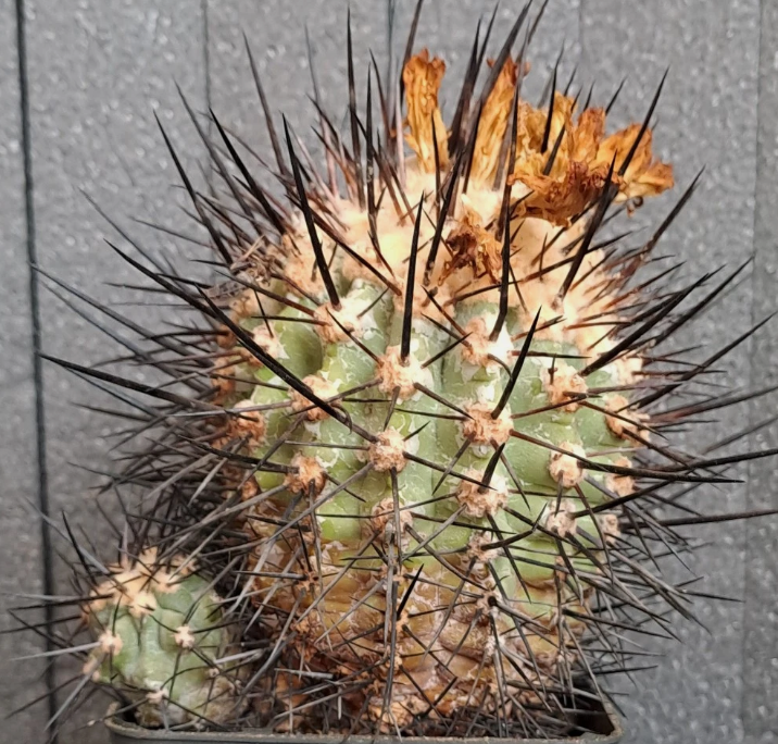Copiapoa cinerea f. horrida 10 Pieces Seeds