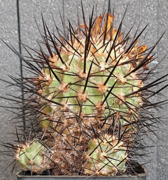 Copiapoa cinerea f. horrida 10 Pieces Seeds