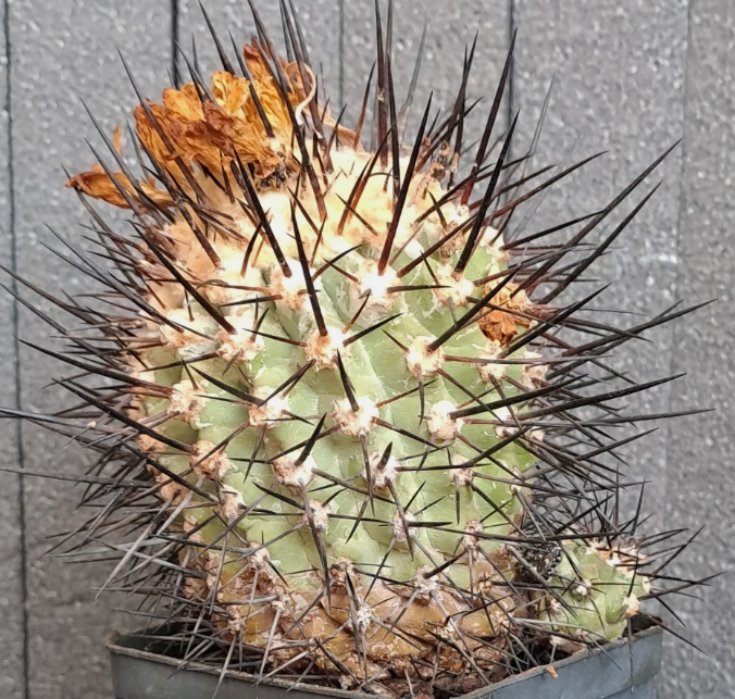 Copiapoa cinerea f. horrida 10 Pieces Seeds