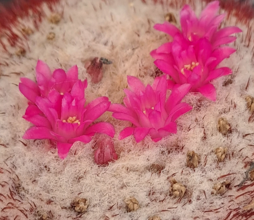 Melocactus pachyacanthus 15 Pieces Seeds