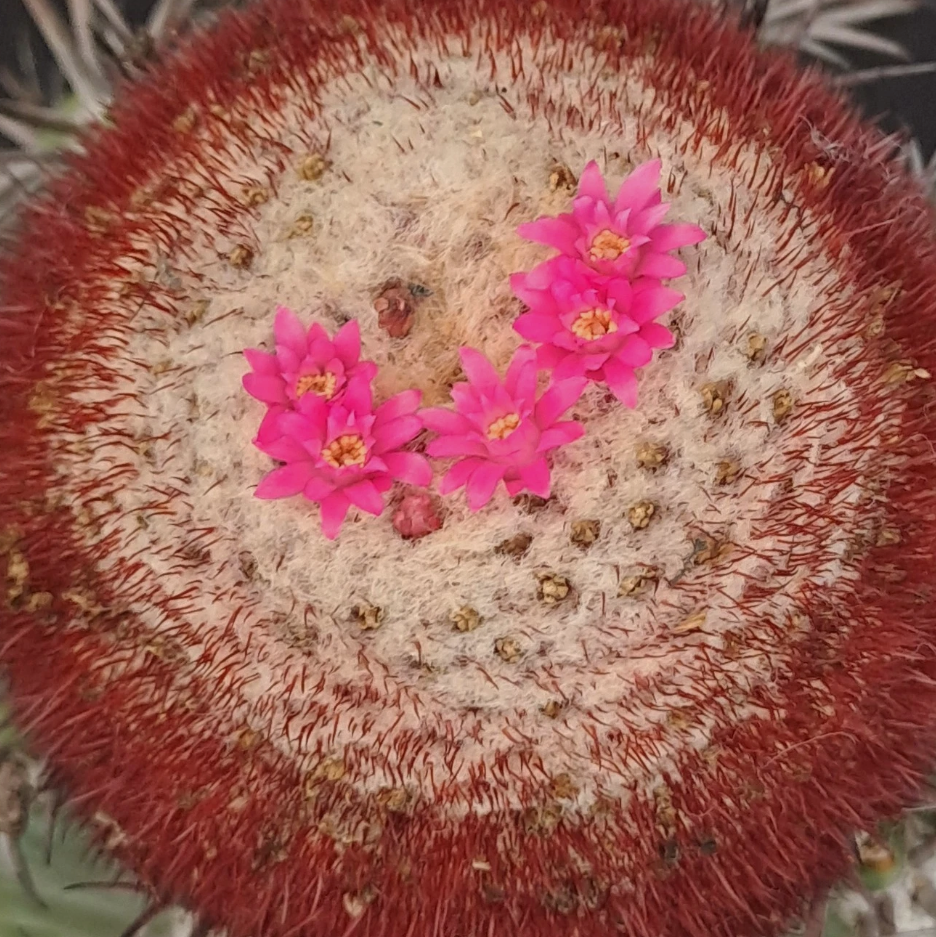 Melocactus pachyacanthus 15 Pieces Seeds